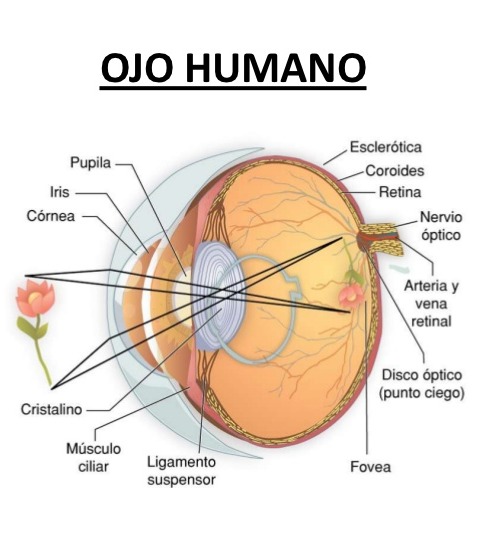 Anatomía del ojo y sección transversal de la retina. Anatomía del ojo y sección transversal de la retina.