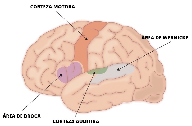 Las lesiones enseñan nuevas lecciones Las primeras teorías sobre el procesamiento del lenguaje apuntaban a dos regiones en el hemisferio izquierdo del cerebro que se pensaba eran las principales responsables de producir y comprender el lenguaje hablado: el área de Broca y el área de Wernicke.
